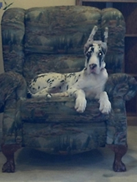 Wilbur claims HIS chair